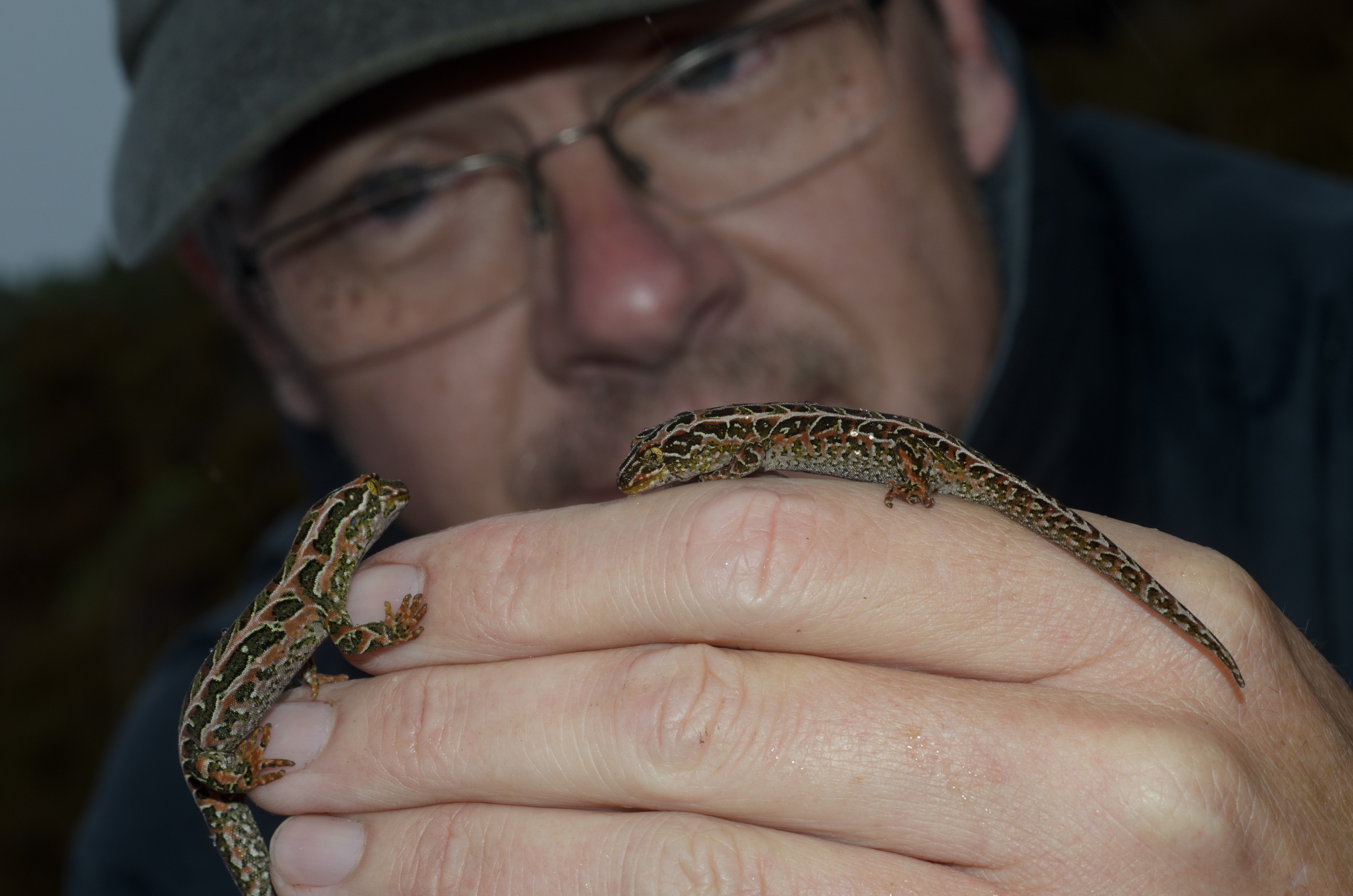 DSC_3032 – Adventure, Crispin, Hoplodactylus, Island, March 2017, National Park, New, New Zealand, Rakiura, South, Stewart, Tukutuku rakiurae, Zealand, amazing, gecko, harlequin gecko, rare, stunning